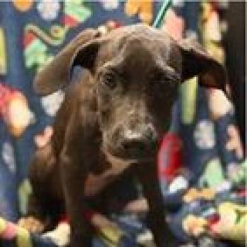 Candy -  Labrador Retriever and Mixed Breed Dog for Adoption in Tampa, Florida - Candy | PetCurious