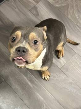 Faith -  American Bully Dog for Adoption in Trenton, New Jersey - Faith | PetCurious