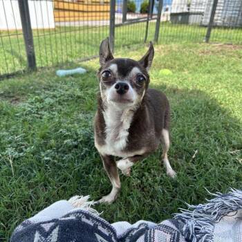FiFi -  Chihuahua Dog for Adoption in Newport, North Carolina - FiFi | PetCurious