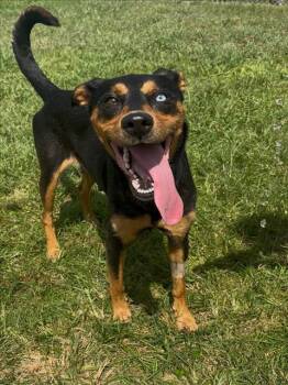 Rescue Doberman Pinscher and Mixed Breed Dogs for Adoption in Conroe, Texas - ZAMORA | PetCurious