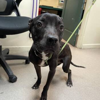Seal -  Pit Bull Terrier Dog for Adoption in Pasadena, California - Seal | PetCurious