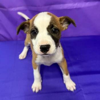 Bonnet -  Labrador Retriever and Mixed Breed Dog Available for Adoption in North Myrtle Beach, South Carolina - Bonnet | PetCurious