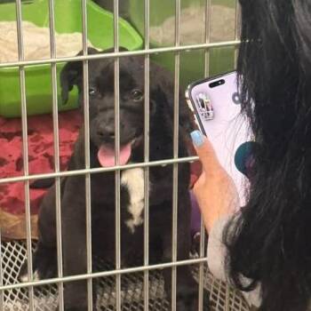 Preston -  Labrador Retriever and Mixed Breed Dog for Adoption in Ferndale, Michigan - Preston | PetCurious
