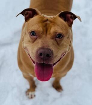 Pit Bull Terrier Dogs Available for Adoption - Montana (3.5 Years Old) | PetCurious