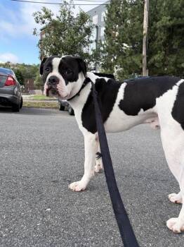ROONEY -  Pit Bull Terrier and Mixed Breed Dog for Adoption in Boston, Massachusetts - ROONEY | PetCurious