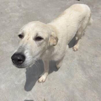 Chili -  Great Pyrenees Dog for Adoption in Birmingham, Alabama - Chili | PetCurious