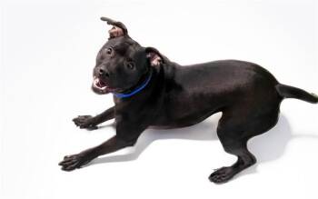 KIMIKO -  American Staffordshire Terrier Dog for Adoption in Fort Lauderdale, Florida - KIMIKO | PetCurious