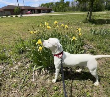 Gilbert -  Pit Bull Terrier Dog for Adoption in Mason City, Iowa - Gilbert | PetCurious