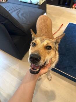 LOTUS -  Mixed Breed Dog for Adoption in New York, New York - LOTUS | PetCurious