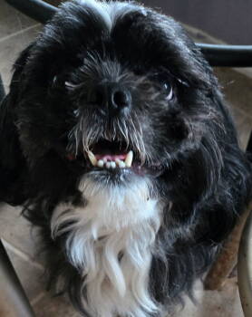 Rescue Shih Tzu Dogs for Adoption in San Antonio, Texas - Antwan 6/22/2025 | PetCurious