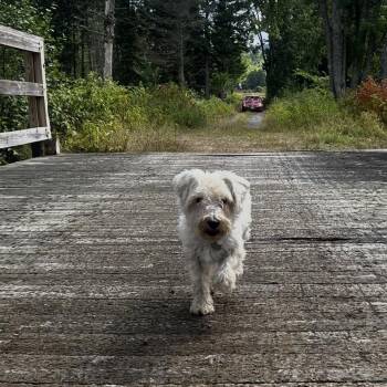 Penny -  Miniature Schnauzer and Mixed Breed Dog for Adoption in Dover, New Hampshire - Penny | PetCurious