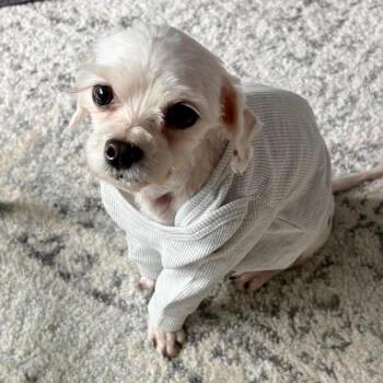 Wesley -  Maltese and Yorkshire Terrier Dog for Adoption in New York, New York - Wesley | PetCurious