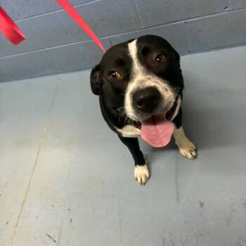 Fultondale -  Mixed Breed Dog for Adoption in Gadsden, Alabama - Fultondale | PetCurious