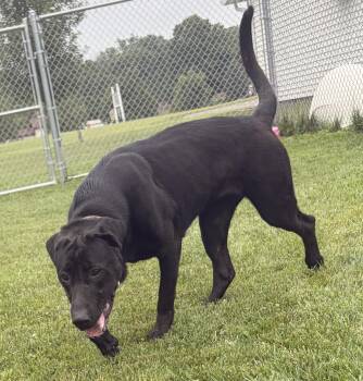 Anna -  Black Labrador Retriever and Cane Corso Dog for Adoption in Bryan, Ohio - Anna | PetCurious
