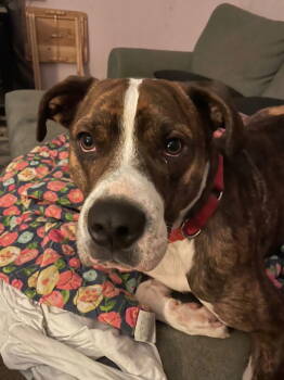 Rescue Mixed Breed Dogs for Adoption in Tucson, Arizona - COURTESY POSTING Miko | PetCurious