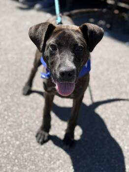 Mountain Cur and Pit Bull Terrier Dogs Available for Adoption in Westwood, New Jersey - Torkin | PetCurious