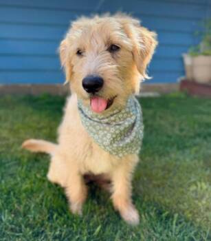 Phoebe -  Goldendoodle Dog for Adoption in Albany, New York - Phoebe | PetCurious