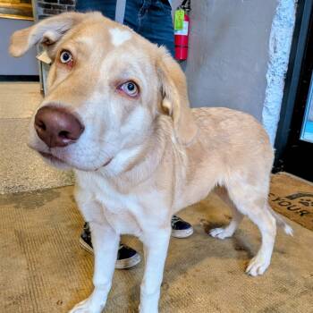 Rescue Retriever Dogs for Adoption in Fairfax Station, Virginia - Biscuit | PetCurious