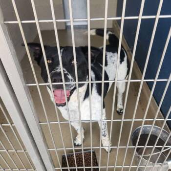 Ferris -  Australian Cattle Dog Blue Heeler and American Bulldog Dog for Adoption in Kingman, Arizona - Ferris | PetCurious