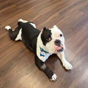 Mario -  English Bulldog Dog for Adoption in Warrenville, Illinois - Mario | PetCurious