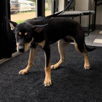 Chase Morgan -  Mixed Breed Dog for Adoption in Walker, Michigan - Chase Morgan | PetCurious