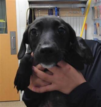 MARS -  Dachshund and Mixed Breed Dog for Adoption in Albuquerque, New Mexico - MARS | PetCurious