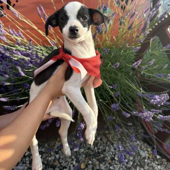 Java -  Chihuahua and Mixed Breed Dog for Adoption in Bellingham, Washington - Java | PetCurious