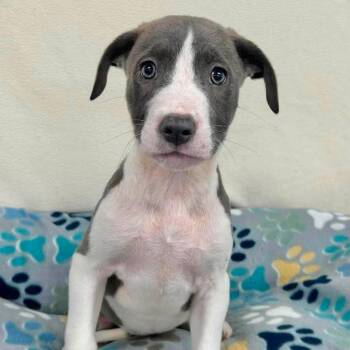 Carbonara -  Mixed Breed Dog for Adoption in Yaphank, New York - Carbonara | PetCurious
