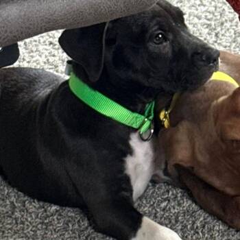 Junior -  Mixed Breed Dog for Adoption in Boone, Iowa - Junior | PetCurious
