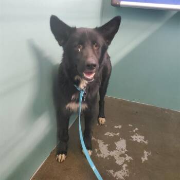 Rescue Border Collie Dogs for Adoption in Camarillo, California - A872831 | PetCurious