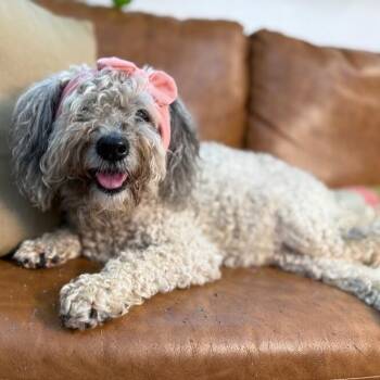 Poodle and Maltese Dogs Available for Adoption in Friendswood, Texas - Lulu Nap Queen | PetCurious