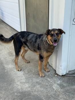 Rescue Catahoula Leopard Dog and Australian Cattle Dog Blue Heeler Dogs for Adoption in Folkston, Georgia - Otto | PetCurious
