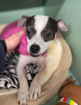 Rat Terrier Dogs Available for Adoption in Tulsa, Oklahoma - Elvis | PetCurious