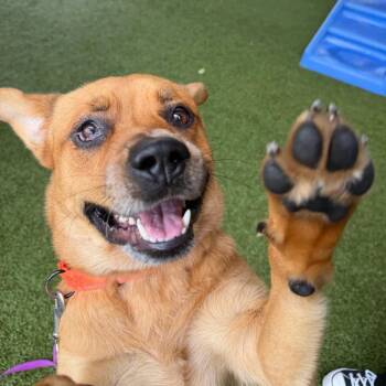 Nimbus -  Mixed Breed Dog for Adoption in West Palm Beach, Florida - Nimbus | PetCurious