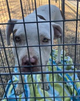 GABBY -  Mixed Breed Dog for Adoption in Dallas, Texas - GABBY | PetCurious
