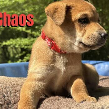 Shepherd and Carolina Dog Dogs Available for Adoption in Ragland, Alabama - Chaos | PetCurious