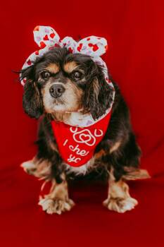 Cavalier King Charles Spaniel Dogs Available for Adoption - Fable | PetCurious