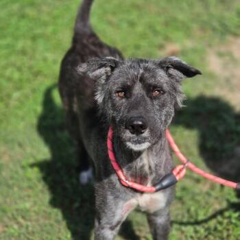 Noble JuM -  Catahoula Leopard Dog and Mixed Breed Dog for Adoption in Austin, Texas - Noble JuM | PetCurious