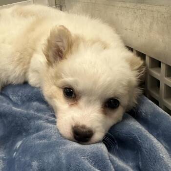 Harper -  Mixed Breed Dog for Adoption in Oak Brook, Illinois - Harper | PetCurious