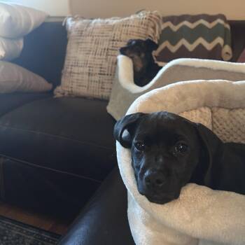 Chili D69880 -  Dachshund and Terrier Dog for Adoption in Minnetonka, Minnesota - Chili D69880 | PetCurious