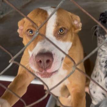 Candy 2 -  Mixed Breed Dog for Adoption in Quincy, Florida - Candy 2 | PetCurious