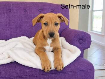 Seth Lonestar -  Rhodesian Ridgeback Dog for Adoption in Rockaway, New Jersey - Seth Lonestar | PetCurious