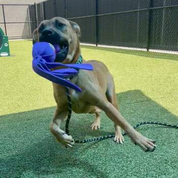 Deilia -  Shepherd Dog for Adoption in Greensboro, North Carolina - Deilia | PetCurious