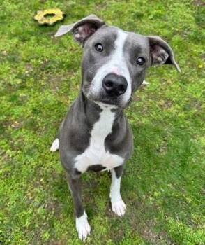 Pit Bull Terrier and Affenpinscher Dogs Available for Adoption in Coupeville, Washington - Lotus | PetCurious
