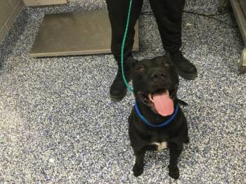 Pit Bull Terrier and Mixed Breed Dogs Available for Adoption - DIONYSUS | PetCurious