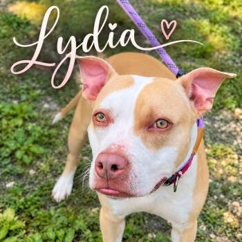 Lydia -  Pit Bull Terrier Dog for Adoption in Jackson Township, New Jersey - Lydia | PetCurious