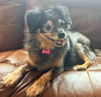 Australian Cattle Dog Blue Heeler and Papillon Dogs Available for Adoption in Goodyear, Arizona - Cashew  | PetCurious