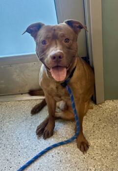 Rescue Mixed Breed Dogs for Adoption in Twinsburg, Ohio - Reuben | PetCurious