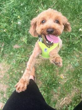 Honey -  Poodle Dog for Adoption in Toronto, Ontario - Honey | PetCurious