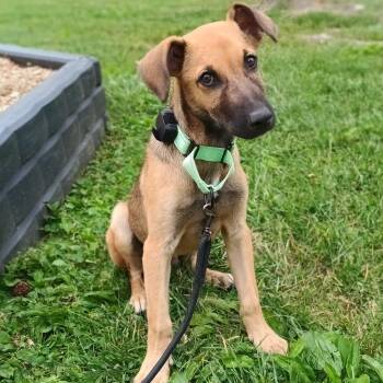 Mango -  Belgian Shepherd Malinois Dog for Adoption in Baldwin, Maryland - Mango | PetCurious